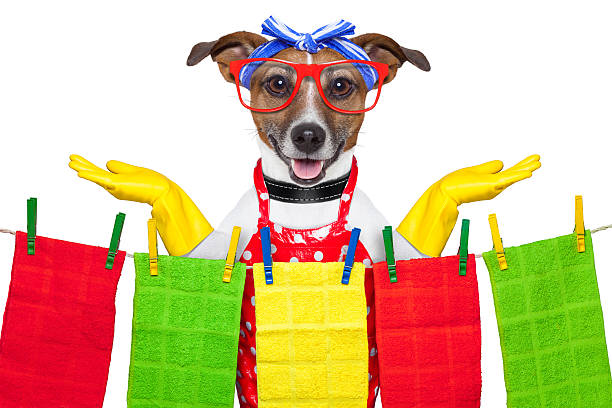 istock housewife dog 179068860