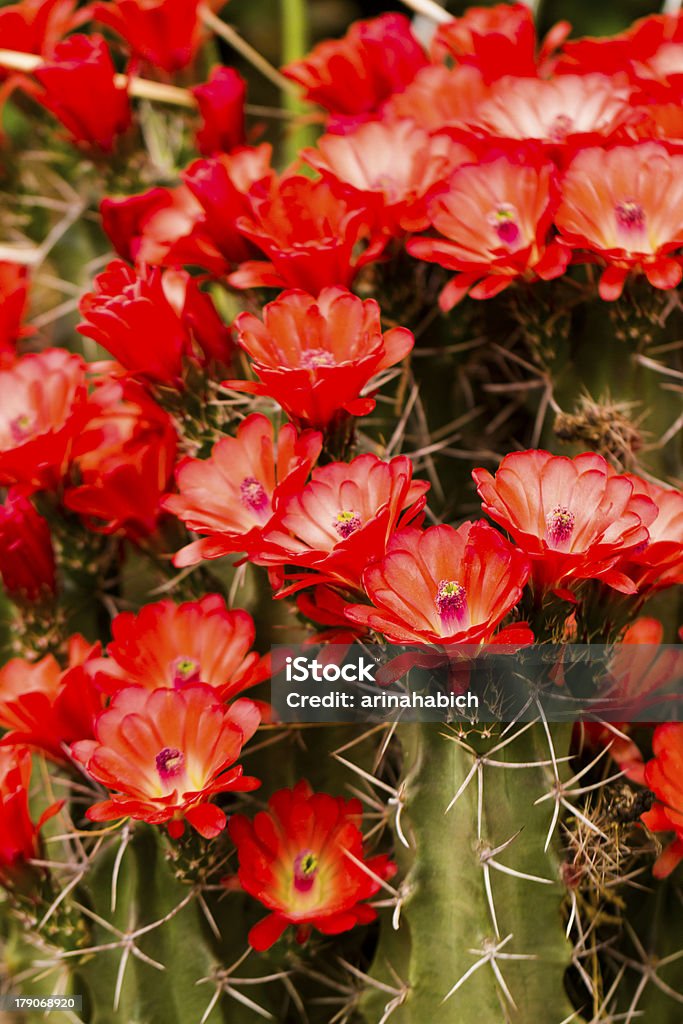 Flores - Foto de stock de Echinocereus Triglochidiatus royalty-free