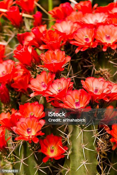 Foto de Flores e mais fotos de stock de Echinocereus Triglochidiatus - Echinocereus Triglochidiatus, Cabeça da flor, Cacto