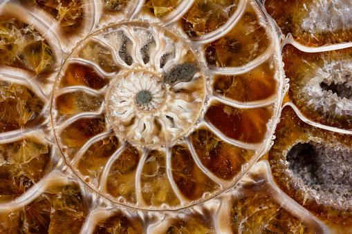beautiful background ammonite texture in section with the golden ratio macro photo close-up
