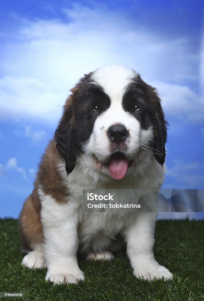 Arfar Saint Bernard das crias - Royalty-free Animal Foto de stock