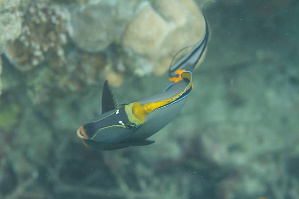 istock Elegant unicornfish at Surin island 179069145