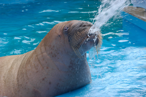 Walrus spitting water.