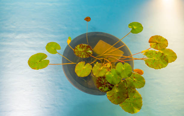 Lotus leaf trees decorated in ponds