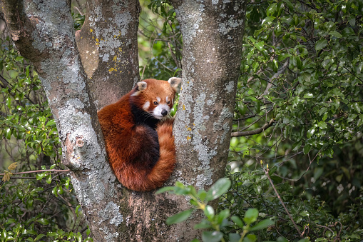The red panda is slightly larger than a domestic cat with a bear-like body and thick russet fur. Their belly and limbs are black, and there are white markings on the side of their head and above their small eyes. Red pandas are skillful and acrobatic animals that predominantly stay in trees. Almost 50% of the red panda’s habitat is in the Eastern Himalayas. They use their long, bushy tails for balance and to cover themselves in winter, presumably for warmth. Primarily an herbivore, the name panda is said to come from the Nepali word ‘ponya,’ which means bamboo or plant eating animal.