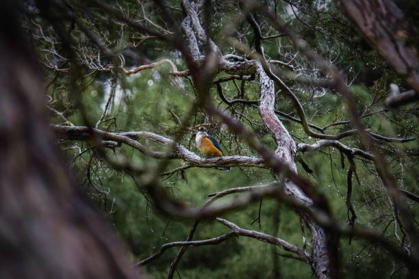 Sacred Kingfisher perched on a branch surrounded by many twisting and winding branches in a woodland. The sacred kingfisher is a medium-sized woodland kingfisher that occurs in mangroves, woodlands, forests and river valleys in Australia, New Zealand and other parts of the western Pacific. todiramphus sanctus stock pictures, royalty-free photos & images