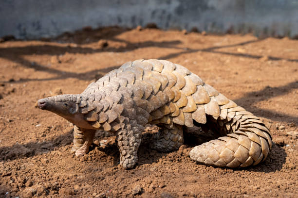 Portrait of an Indian pangolin Portrait of an Indian pangolin in a rehabilitation enclosure. endangered species stock pictures, royalty-free photos & images