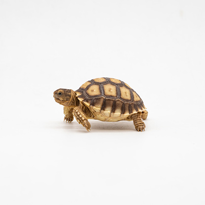 Portrait of a baby Sulcata tortoise seized for illegal wildlife trade in a rehabilitation center in India.