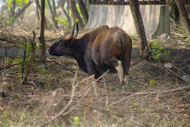 istock Indian Gaur within city limits in India 1790697543