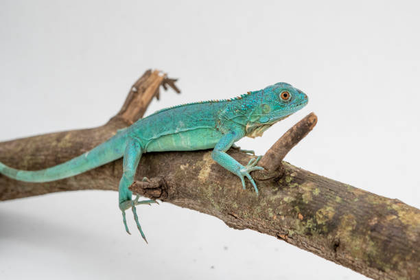 Portrait of a blue Iguana