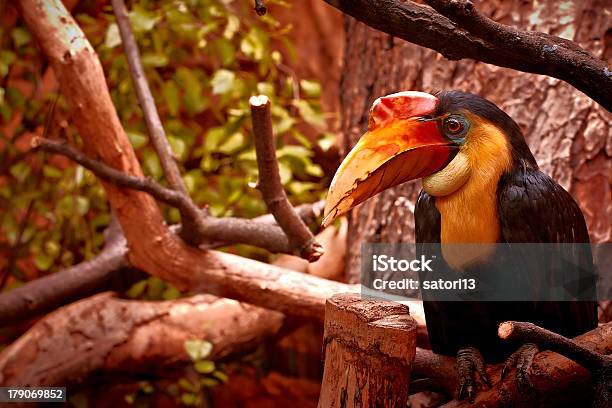 Foto de Toukan e mais fotos de stock de Animal - Animal, Bico, Colorido