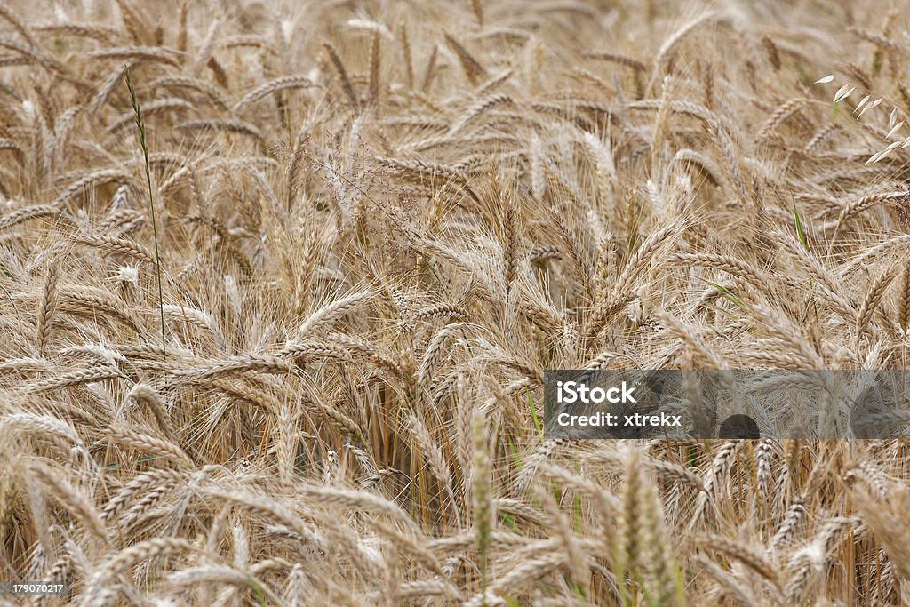 Tiras de trigo em um dia de verão no campo - Foto de stock de Agricultura royalty-free