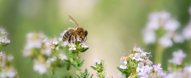 closeup on a honey bee collecting pollen on flowers of thyme in a garden on blurred background in springtime