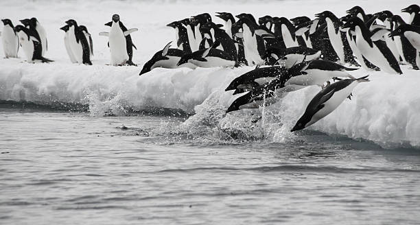 Pinguins de Adele - fotografia de stock