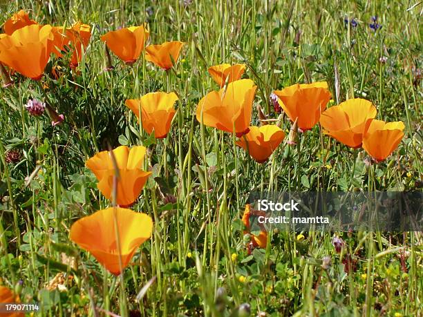 Mohn Blume Stockfoto und mehr Bilder von Bildhintergrund - Bildhintergrund, Blume, Blume aus gemäßigter Klimazone