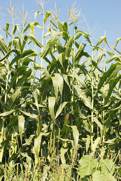 corn stalks 4 stock photo