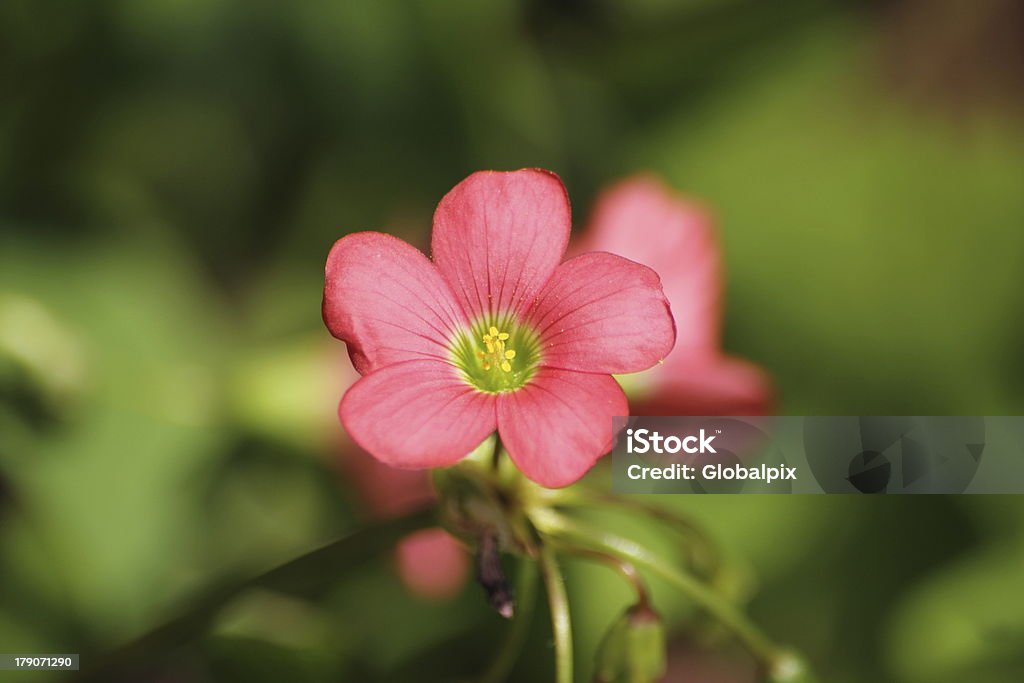 Fleur de quatre à feuilles de trèfle - Photo de Arbre en fleurs libre de droits