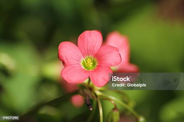 Photo libre de droit de Fleur De Quatre À Feuilles De Trèfle banque d'images et plus d'images libres de droit de Arbre en fleurs - Arbre en fleurs, Aspiration, Botanique