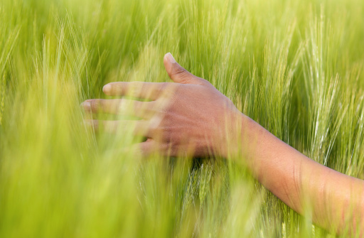 African American hand in wheat field - African people