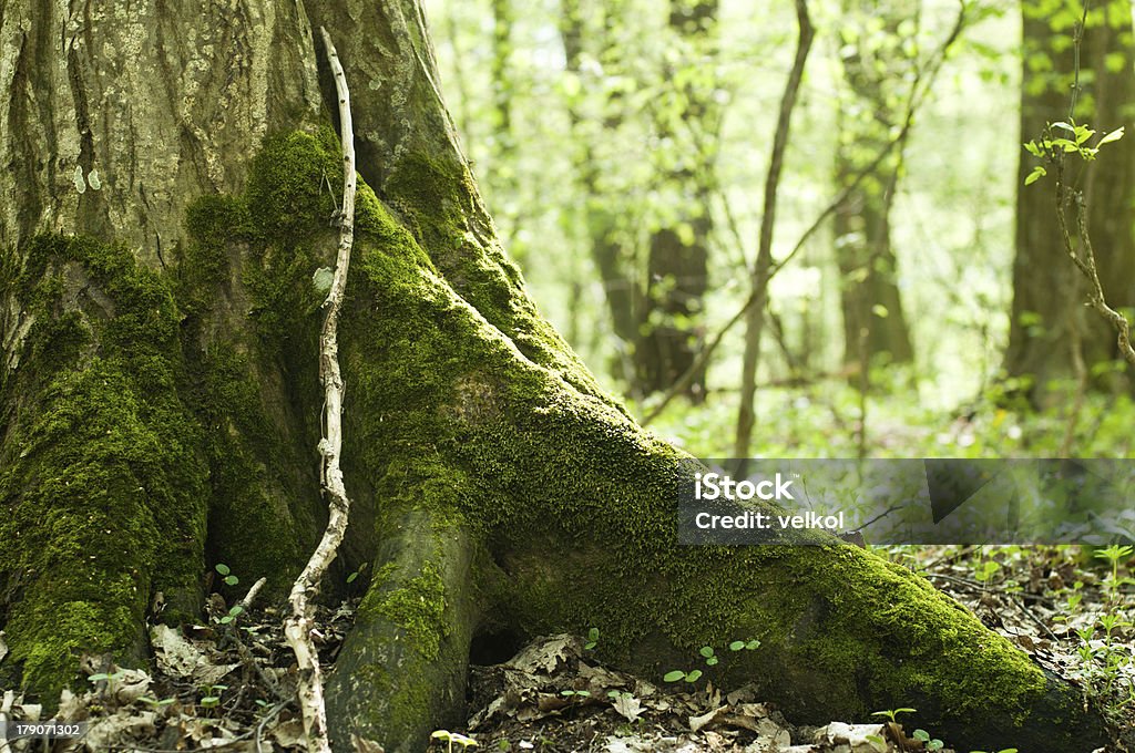 Velho tronco gosto - Foto de stock de Antigo royalty-free