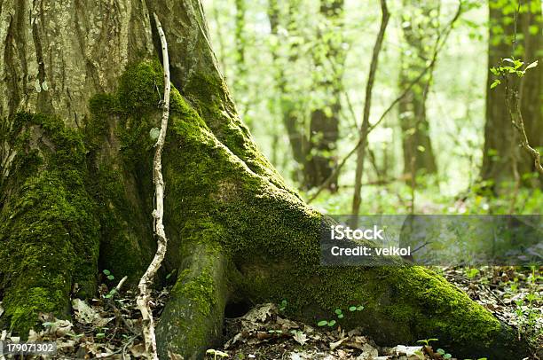 Foto de Velho Tronco Gosto e mais fotos de stock de Antigo - Antigo, Bosque - Floresta, Casca de Árvore