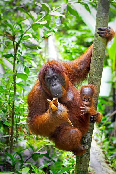 Orangutan photographed in the jungle in Sabah, Borneo, Malaysia ..