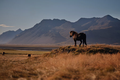 Brown Icelandic horse on a hill in nature. Photographed in medium format. Copy space.