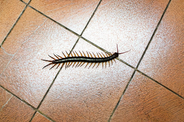Picture of a large centipede on the kitchen tile floor.