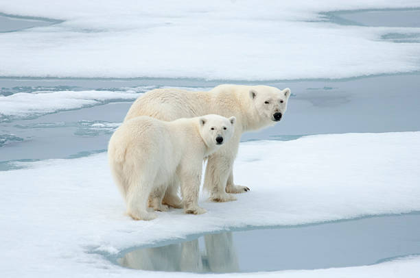いる北極グマ - polar bear arctic global warming ice ストックフォトと画像