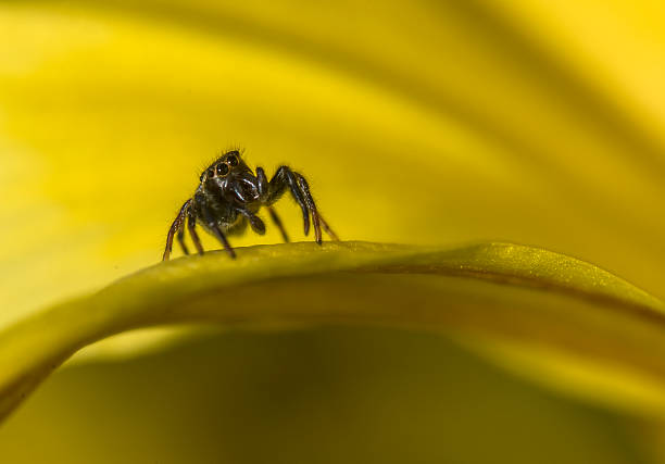 istock The jumping spider family (Salticidae) 179071582