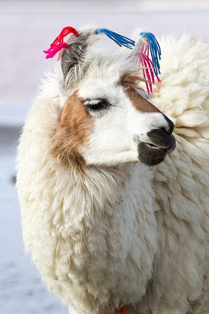 Lama on the Laguna Colorada, Bolivia