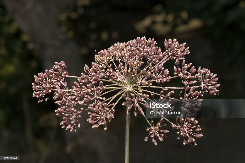 Der Samen des dill - Lizenzfrei Botanik Stock-Foto