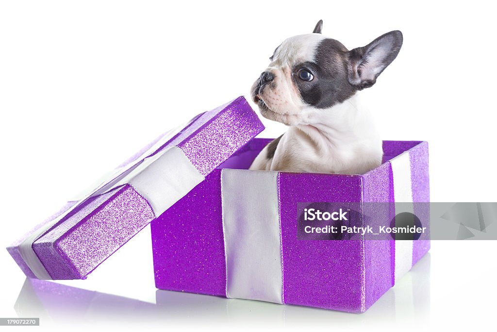 Bezaubernde Französische Bulldogge Welpen in Geschenk-box - Lizenzfrei Blick in die Kamera Stock-Foto