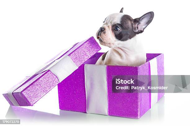 Bezaubernde Französische Bulldogge Welpen In Geschenkbox Stockfoto und mehr Bilder von Blick in die Kamera