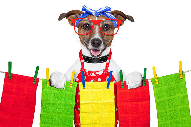 istock housewife dog 179072323