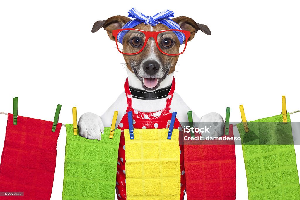 housewife dog housewife dog  with open arms , happy to help Animal Stock Photo