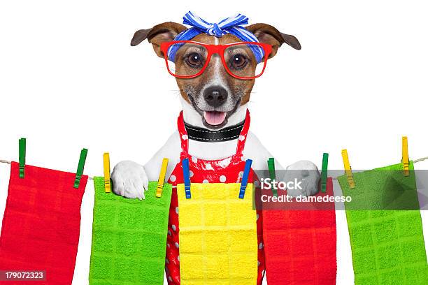 Housewife Dog Stock Photo - Download Image Now - Animal, Animal Arm, Animal Body Part