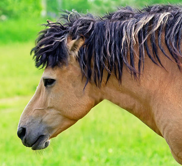 istock head of the horse 179072412