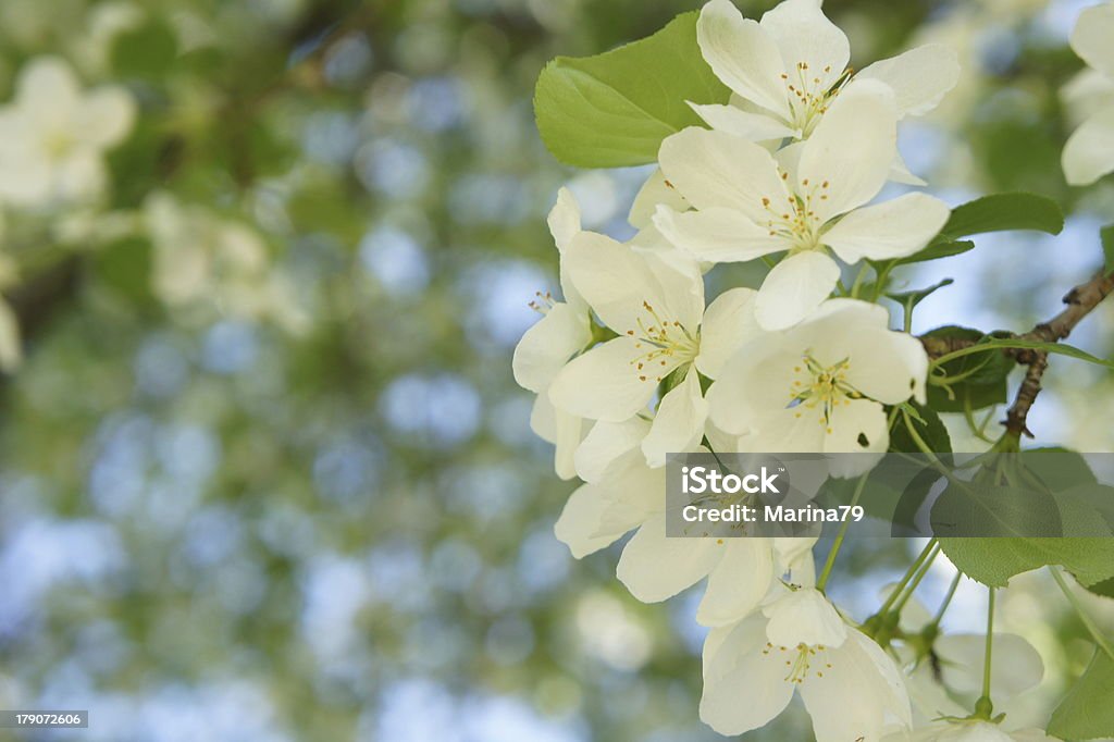 Flor de manzano - Foto de stock de Aire libre libre de derechos