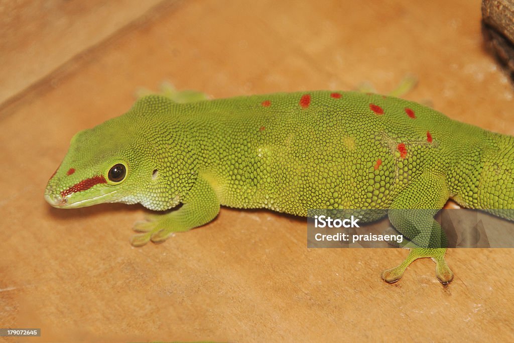 Close-up of Madagascar day gecko, Phelsuma madagascariensis Animal Stock Photo