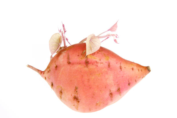 Fresh ripe sweet potatoes on a white background