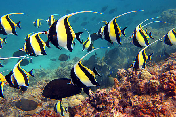 1,000+ Moorish Idol Fish Stock Photos, Pictures & Royalty-Free