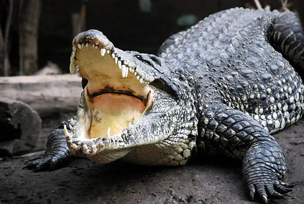 Photo of Crocodile mouth open