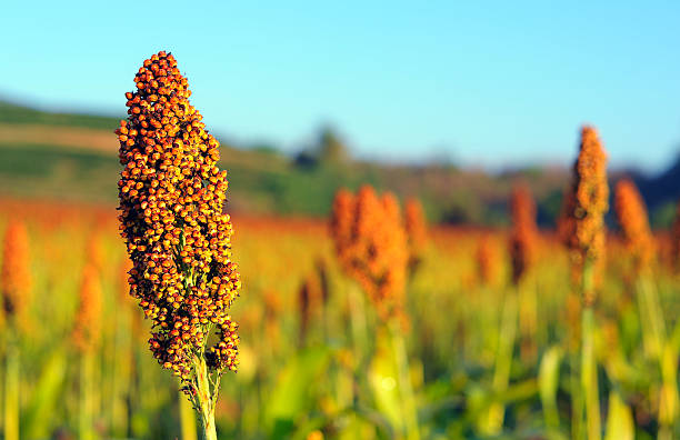 primo piano di sorgo in sole di mattina luce. - sorgo foto e immagini stock