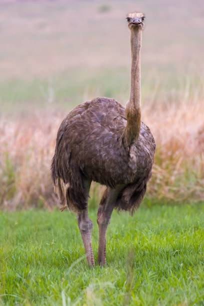istock Majestic ostrich walking through a lush, grassy field, surrounded by tall, swaying grass 1790729448