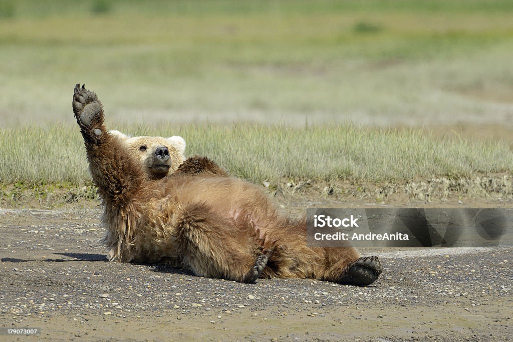 Grizzly Bear - Foto de stock de Oso libre de derechos