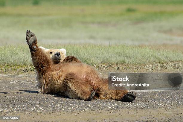 Grizzly Bear Foto de stock y más banco de imágenes de Oso - Oso, Humor, Animal