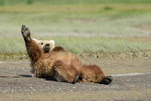 Grizzly Bear lying on beach and stretching