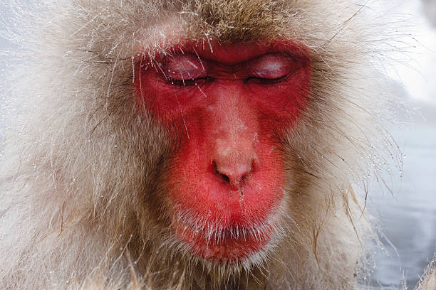 red-faced Japanese Macaque, snow monkey with eyes closed stock photo