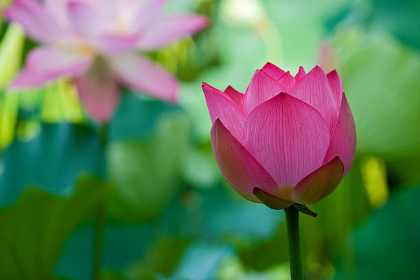 Lotus - fotografia de stock